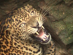 Leopard sends Chikkamagaluru into a tailspin